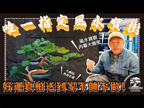 柏樹 風水|真柏樹風水：為家居帶來財運與幸福的綠意守護者 – 植物盆栽綠寶典